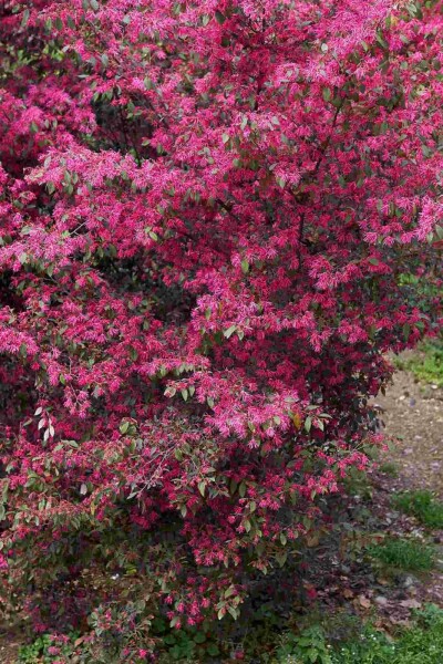 Loropetalum Loropetalum chinense strauch Loropetalum chinense Strauch