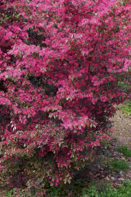 Loropetalum Loropetalum chinense strauch Loropetalum chinense