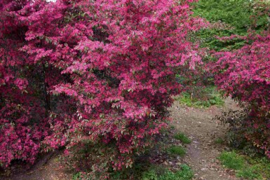 Loropetalum Loropetalum chinense strauch Loropetalum chinense