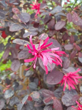 Loropetalum Loropetalum chinense 'Black Pearl' strauch Loropetalum chinense 'Black Pearl' Strauch