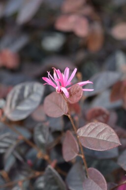 Feuertanz loropetalum Loropetalum chinense 'Fire Dance' strauch Loropetalum chinense 'Fire Dance' Strauch