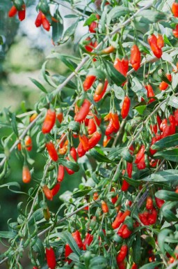Teufelszwirn Lycium barbarum strauch Lycium barbarum Strauch