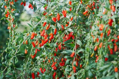 Teufelszwirn Lycium barbarum strauch Lycium barbarum Strauch