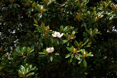 Immergrüne magnolie Magnolia grandiflora strauch Magnolia grandiflora Strauch