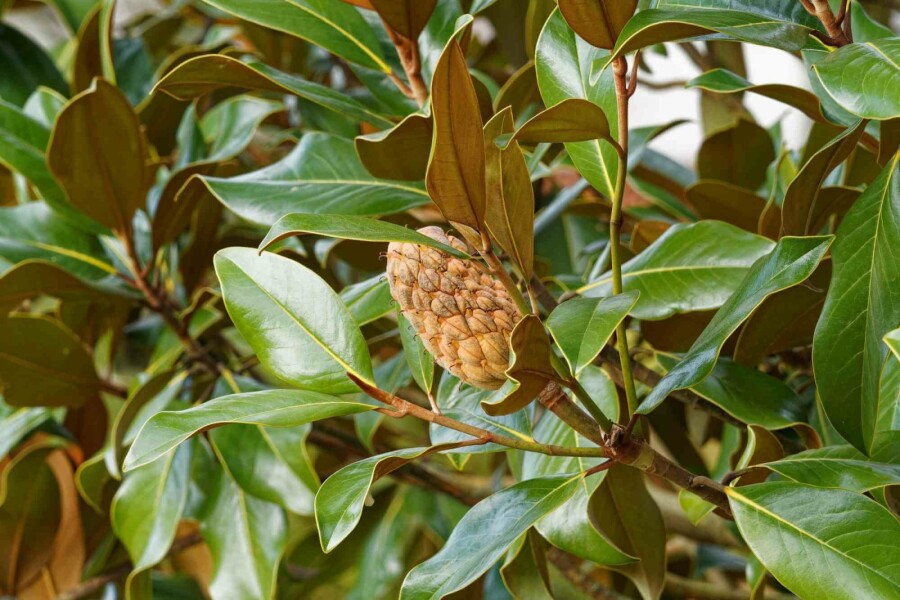 Immergrüne magnolie Magnolia grandiflora 'Goliath' strauch Magnolia grandiflora 'Goliath' Strauch