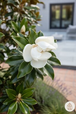 Magnolia grandiflora 'Little Gem' Strauch 100-125 cm C15
