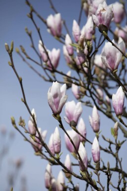 Magnolie Magnolia 'Heaven Scent' strauch Magnolia 'Heaven Scent' Strauch