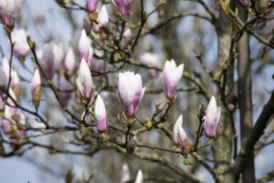 Magnolie Magnolia 'Heaven Scent' strauch Magnolia 'Heaven Scent' Strauch