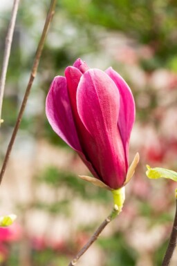 Tulpenmagnolie Magnolia liliiflora 'Nigra' strauch Magnolia liliiflora 'Nigra' Strauch