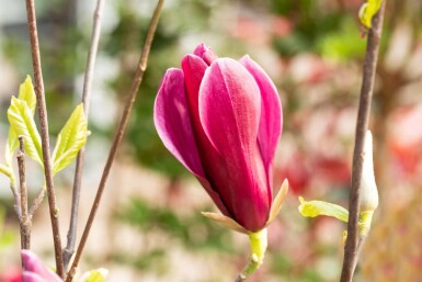 Tulpenmagnolie Magnolia liliiflora 'Nigra' strauch Magnolia liliiflora 'Nigra' Strauch