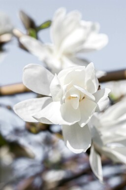 Sternmagnolie Magnolia loebneri 'Merrill' strauch Magnolia loebneri 'Merrill' Strauch