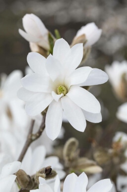 Sternförmige magnolie Magnolia stellata 'Royal Star' strauch Magnolia stellata 'Royal Star' Strauch
