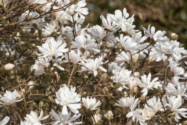 Sternförmige magnolie Magnolia stellata 'Royal Star' strauch Magnolia stellata 'Royal Star' Strauch