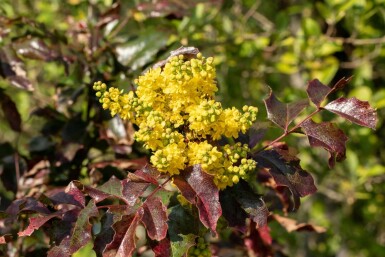 Mahonie Mahonia aquifolium strauch Mahonia aquifolium Strauch