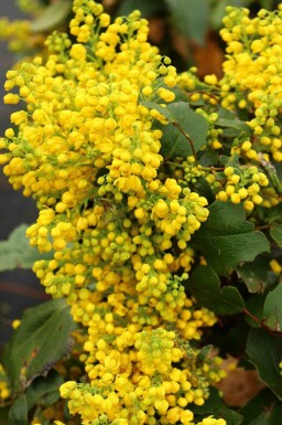 Gewöhnliche mahonie Mahonia aquifolium 'Apollo' strauch Mahonia aquifolium 'Apollo' Strauch