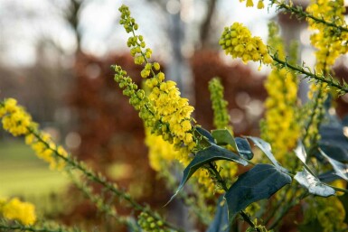Mahonie Mahonia bealei strauch Mahonia bealei Strauch