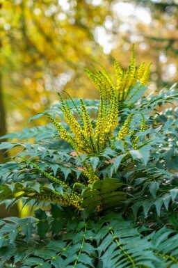 Japanische mahonie Mahonia japonica strauch Mahonia japonica Strauch