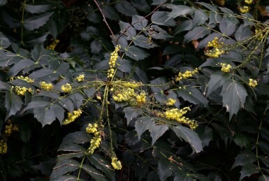 Mahonie Mahonia japonica 'Hivernant' strauch Mahonia japonica 'Hivernant' Strauch