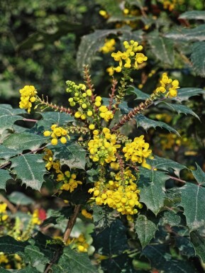 Mahonie Mahonia media 'Charity' strauch Mahonia media 'Charity' Strauch