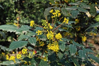 Mahonie Mahonia media 'Charity' strauch Mahonia media 'Charity' Strauch