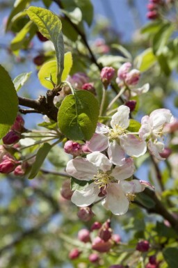 Zierapfel Malus 'Evereste' strauch Malus 'Evereste' Strauch