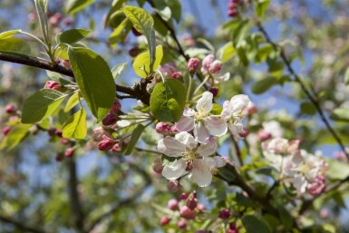 Zierapfel Malus 'Evereste' strauch Malus 'Evereste' Strauch