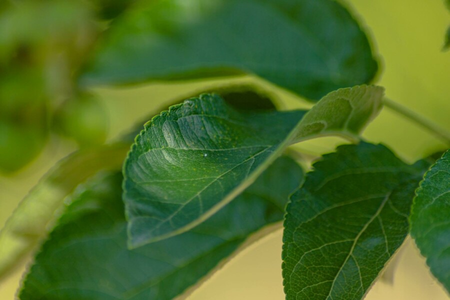 Zierapfel Malus 'Golden Hornet' strauch Malus 'Golden Hornet' Strauch