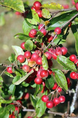 Zierapfel Malus 'Gorgeous' strauch Malus 'Gorgeous' Strauch