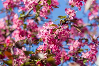 Kulturapfel Malus 'Mokum' strauch Malus 'Mokum' Strauch