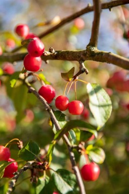 Zierapfel Malus 'Red Sentinel' strauch Malus 'Red Sentinel' Strauch