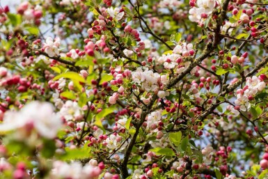 Zierapfel Malus 'Red Sentinel' strauch Malus 'Red Sentinel' Strauch