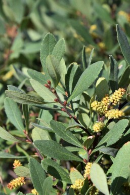 Gagelstrauch Myrica gale strauch Myrica gale Strauch