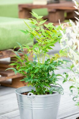 Himmelsbambus Nandina domestica 'Lemon and Lime' strauch Nandina domestica 'Lemon and Lime' Strauch