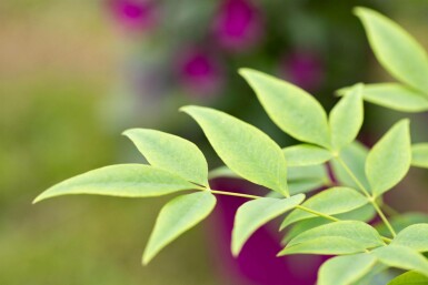 Himmelsbambus Nandina domestica 'Lemon and Lime' strauch Nandina domestica 'Lemon and Lime' Strauch