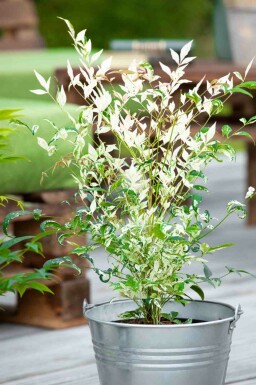 Himmelsbambus Nandina domestica 'Twilight' strauch Nandina domestica 'Twilight' Strauch
