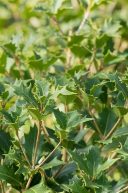 Osmanthus Osmanthus heterophyllus strauch Osmanthus heterophyllus Strauch