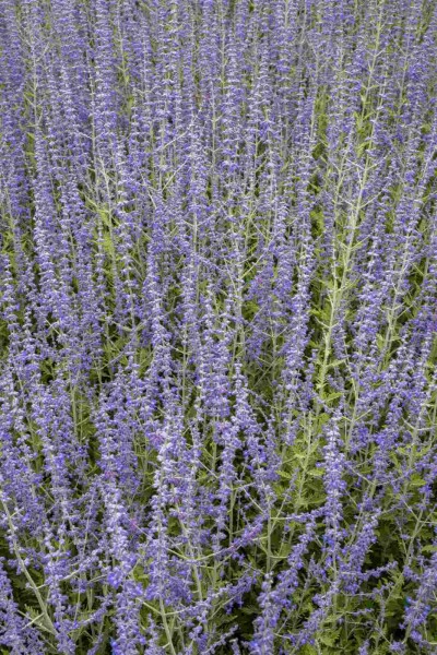 Blauraute Perovskia atriplicifolia strauch Perovskia atriplicifolia Strauch