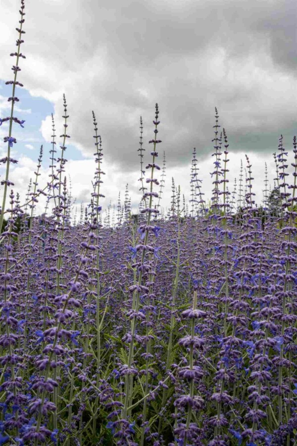 Blauraute Perovskia atriplicifolia strauch Perovskia atriplicifolia Strauch