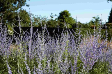 Blauraute Perovskia atriplicifolia strauch Perovskia atriplicifolia Strauch