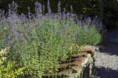 Blauraute Perovskia atriplicifolia strauch Perovskia atriplicifolia Strauch