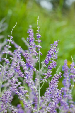 Blauraute Perovskia atriplicifolia strauch Perovskia atriplicifolia Strauch