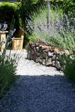 Blauraute Perovskia atriplicifolia strauch Perovskia atriplicifolia Strauch