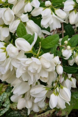 Bauernjasmin Philadelphus 'Snowbelle' strauch Philadelphus 'Snowbelle' Strauch