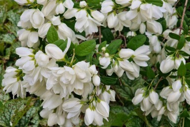 Bauernjasmin Philadelphus 'Snowbelle' strauch Philadelphus 'Snowbelle' Strauch
