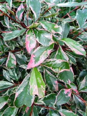 Glanzmispel Photinia fraseri 'Pink Marble' strauch Photinia fraseri 'Pink Marble' Strauch