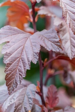 Blasenspiere Physocarpus opulifolius 'Little Angel' strauch Physocarpus opulifolius 'Little Angel' Strauch