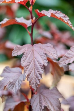 Blasenspiere Physocarpus opulifolius 'Little Angel' strauch Physocarpus opulifolius 'Little Angel' Strauch