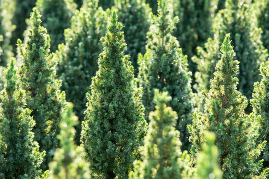 Zuckerhutfichte Picea glauca 'Conica' strauch Picea glauca 'Conica' Strauch