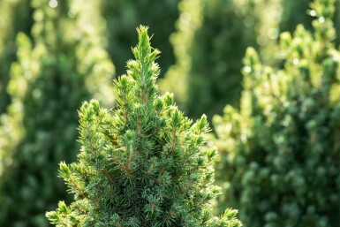 Zuckerhutfichte Picea glauca 'Conica' strauch Picea glauca 'Conica' Strauch