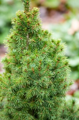 Zuckerhutfichte Picea glauca 'Conica' strauch Picea glauca 'Conica' Strauch